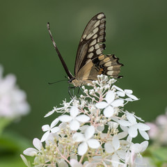 Canadian Tiger Swallowtail (Papilio Glaucus) butterfly on Hydrangea