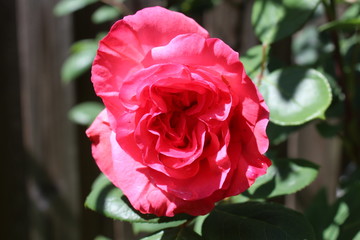 Rote Buschrose