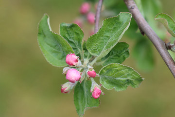 Flower buds of apple trees.