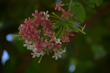 Combretum indicum, also known as the Rangoon creeper or Chinese honeysuckle, is a vine with red flower clusters and native to tropical Asia.
