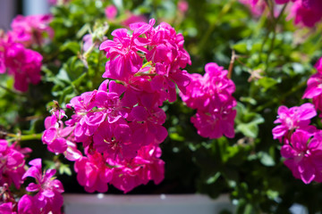 ピンクのゼラニウム