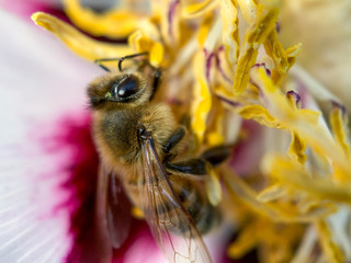 Bee on a tree peony flower in spring garden. Soft selective focus. Macro photo.
