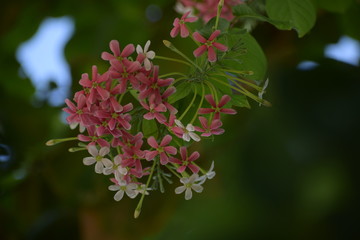 Combretum indicum, also known as the Rangoon creeper or Chinese honeysuckle, is a vine with red flower clusters and native to tropical Asia.