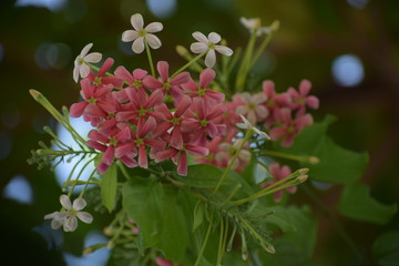 Combretum indicum, also known as the Rangoon creeper or Chinese honeysuckle, is a vine with red flower clusters and native to tropical Asia.