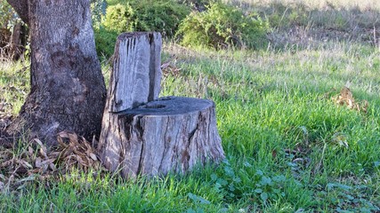 A Seat Made from a Tree Stump at Lake Mulwala