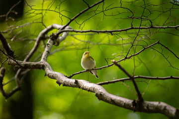 A wood warbler sitting on a small twig