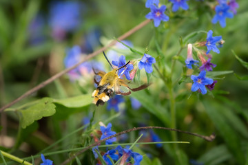 a broad bordered bee hawk moth feeding on a blue flower