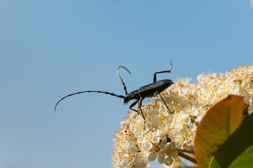 A capricorn beetle sitting on a white flower