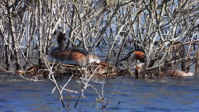 Haubentaucher&nbsp;(Podiceps cristatus) beim Nestbau