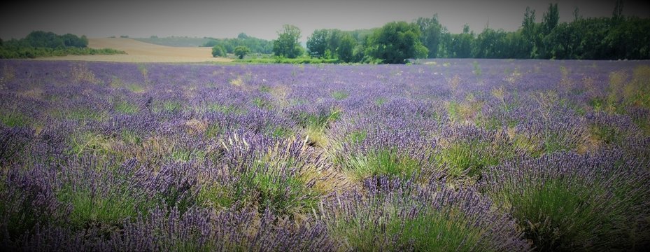 Purple Flowers Growing In Field © mario lazzarini/EyeEm