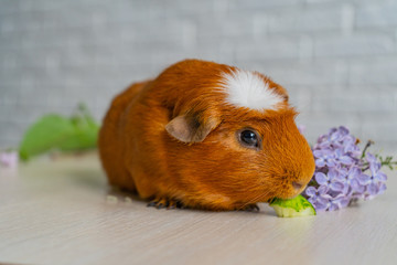 The red domestic guinea pig (Cavia porcellus), also known as cavy or domestic cavy