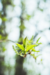Bird cherry tree with new green leaves in the garden. Selective focus.