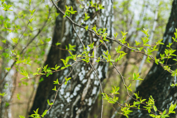 Bird cherry tree with new green leaves in the garden. Selective focus.