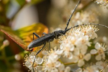 A capricorn beetle sitting on a white flower