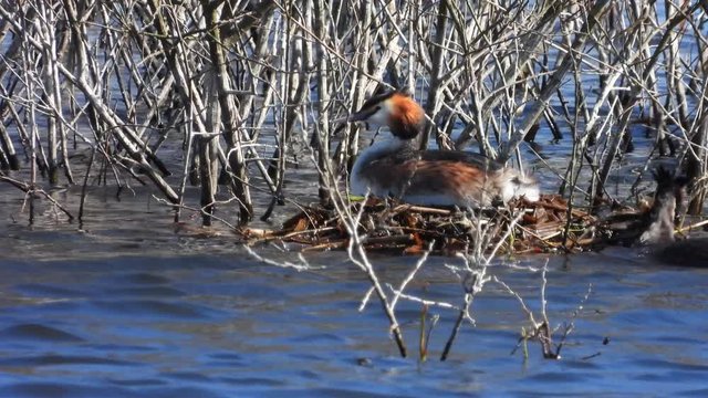 Haubentaucher&nbsp;(Podiceps cristatus) beim Nestbau
