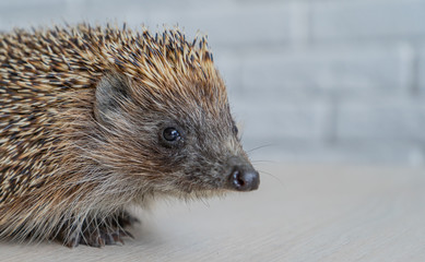 Wild hedgehog. Small mammal with spiny hairs on its back and sides