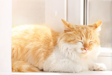 Cute funny cat on window sill