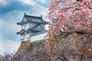 Cherry blossom with Himeji castle in Japan.