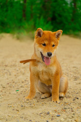 Young shiba inu dog playing in the sand near the river