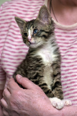striped kitten with sore eyes at the shelter volunteer in her arms