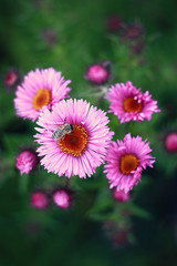 Eine pinke s Gänseblümchen mit einer Biene