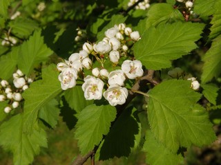 sorbus Mougeotii bush with white flowers close up