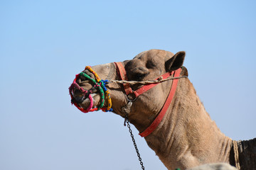 Camel's head over the sky