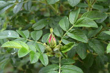 small bud of rosa canina on the stem