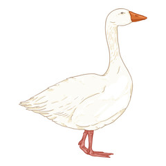 Vector Cartoon White Goose
