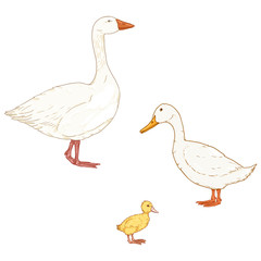 Vector Set of Cartoon Duck, Goose and Duckling