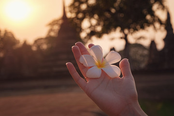 female hands with tropical plumeria flower in Asia