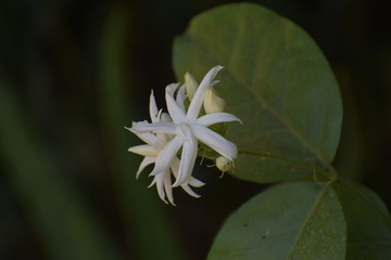 Arabian Jasmine OR Jasminum Sambac