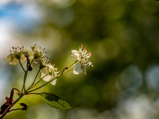 Freigestellte weiße Blüte vor unscharfem Hintergrund