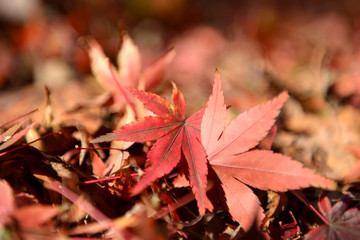 red fallen maple leaves