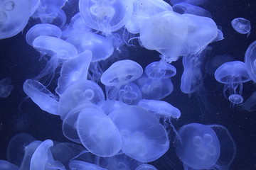 Many mushroom-like pale jellyfish float in blue water in aquarium.