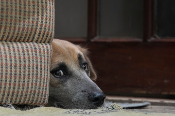 A mixed breed dog lying behind a couch anxiously looking at the camera.