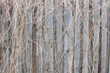 Old gray wooden fence with hanging branches.Natural wood background.