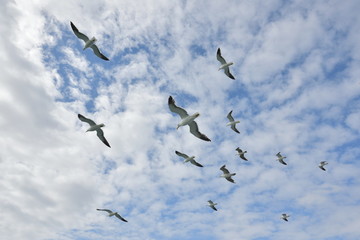A flock of seagulls open wings up in the sky,light clouds at midday.