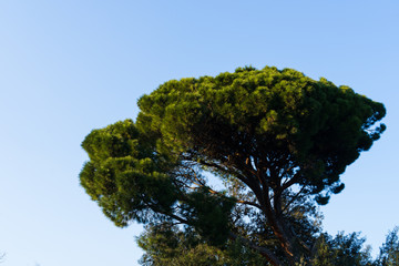 Image of Italian pine. Pinus pinea.