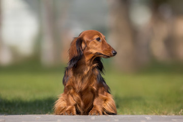 dog dachshund breed in the park