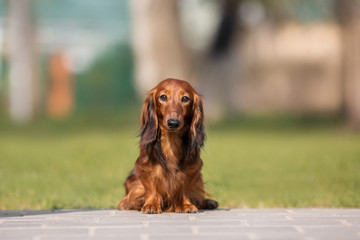 dog dachshund breed in the park