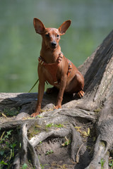 Miniature pinscher with uncut ears in the park