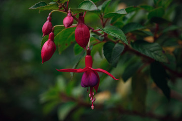 Red Tropical flower in dark green garden, Thailand