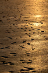 Beach abstract, wet sand reflecting sunlight during sunset