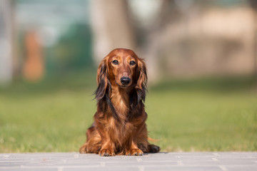 dog dachshund breed in the park