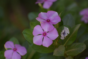 Pink vinca (catharanthus roseus) OR Periwinkle roseus flowers.Family Apocynaceae and is native to Europe, Northwest Africa and Southwest Asia