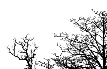 Silhouette dead tree and branches isolated on white background. Tree branch for graphic design and decoration. Art on black and white scene. Background for sad, death, lonely, hopeless, and despair.