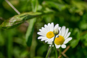 Obraz premium daisy in the grass