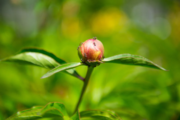 ants on a pion blossom