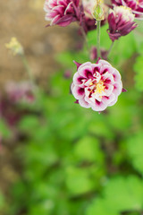 Obraz premium Beautiful flower barberry